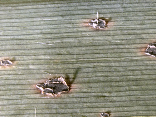 Scirrhia rimosa: anamorph on Phragmites australis