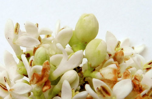 Placochela nigripes: galls on Ligustrum vulgare