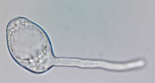Golovinomyces asperifoliorum: germinating conidium