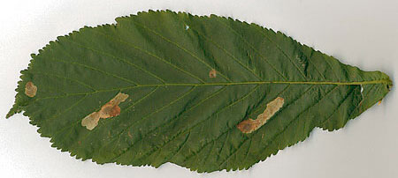 Cameraria ohridella mines