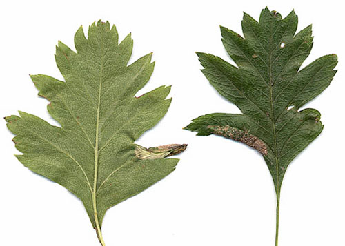 Phyllonorycter oxyacanthae mine