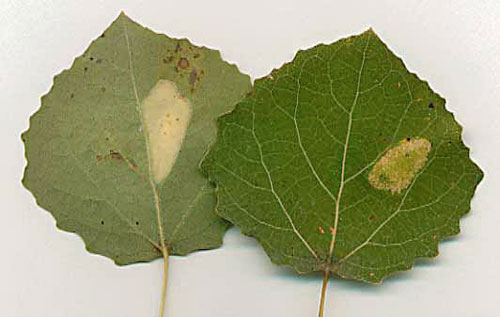 Phyllonorycter sagitella mines