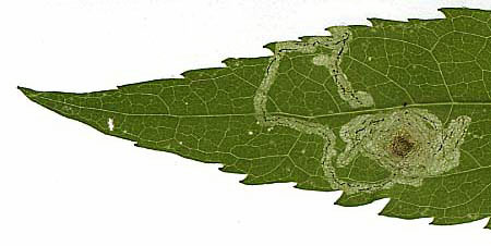 Liriomyza eupatorii: mine on Eupatorium cannabinum