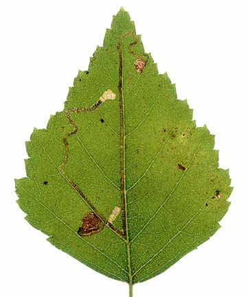 Stigmella continuella mine