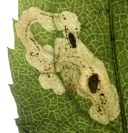 Phytomyza solidaginis mine
