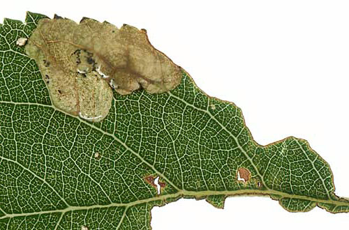 Pseudoswammerdamia combinella mine