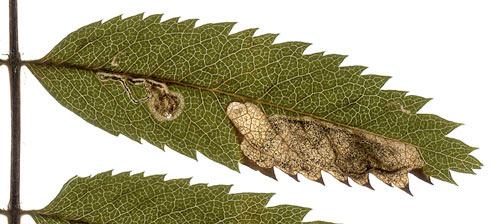 Stigmella sorbi mine
