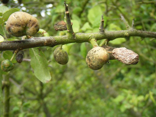 Taphrina pruni, gall (pocket plum) on Prunus spinosa