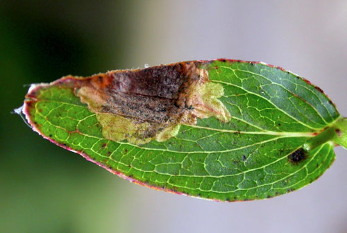 Leucoptera lustratella mine on Hypericum maculatum