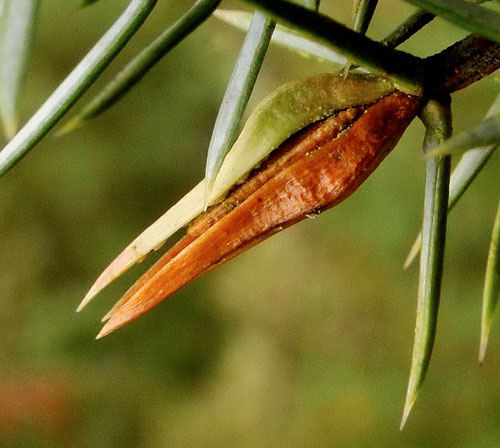 Oligotrophus panteli: gall on Juniperus communis