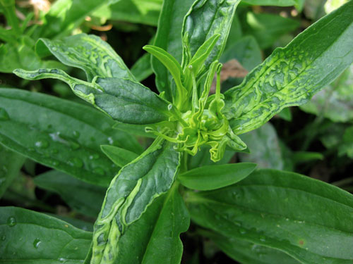 Ditylenchus dipsaci: galls on Saponaria officinalis