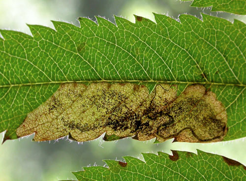Stigmella sorbi: vacated mine