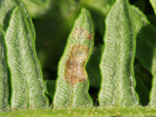 Aneugmenus coronatus: mine on Pteridium aquilinum