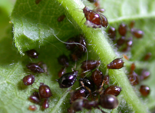 Myzus cerasi on Prunus sp.