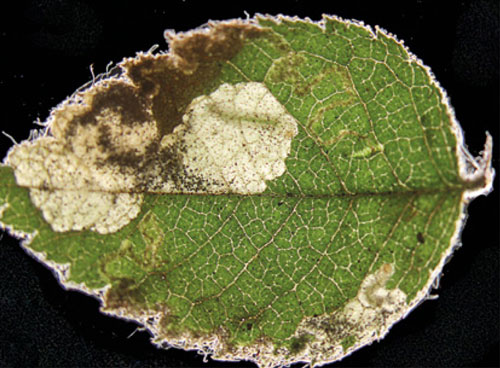 Ectoedemia rosae: mine on Rosa tomentosa