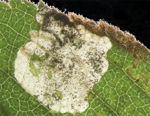 Ectoedemia rosae: mine on Rosa tomentosa