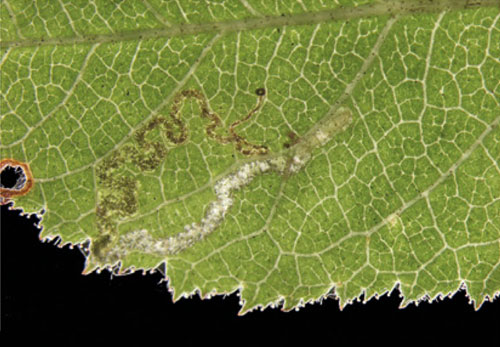 Ectoedemia rosae: young mine on Rosa tomentosa