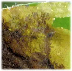 Leucoptera lustratella: frass