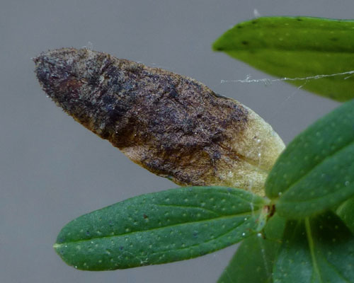 Leucoptera lustratella: mine on Hypericum perforatum
