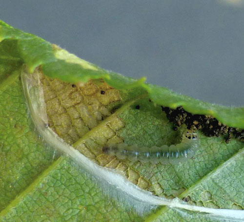 Parornix carpinella: larva