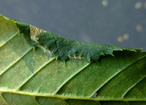 Parornix carpinella: leaf fold on Carpinus betulus
