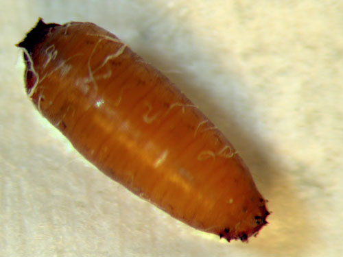 Delia echinata: puparium