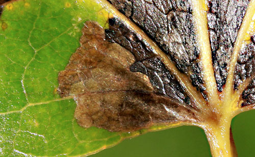 Ectoedemia turbidella: mine on Populus canescens