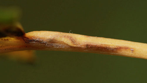 Ectoedemia turbidella: galled petiole on Populus canescens