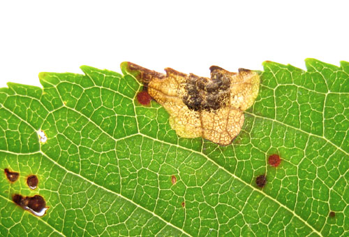 Ectoedemia mahalebella: mine on Prunus domestica