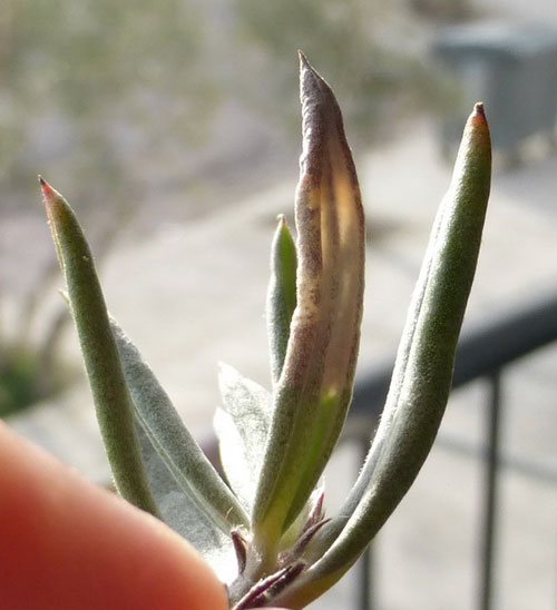 Urdeta hibernella: mine on Helianthemum syriacum