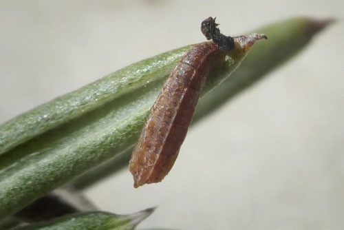 Urdeta hibernella: pupa