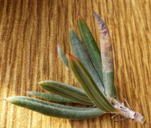 Urdeta hibernella: mine on Helianthemum syriacum
