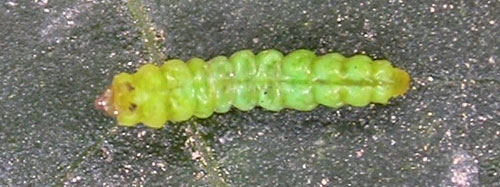 Stomphastis conflua: cocoon