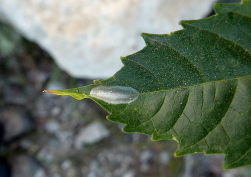 Stomphastis conflua: cocoon