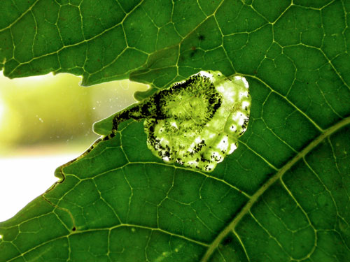 Stomphastis conflua: vacated mine on Ricinus communis