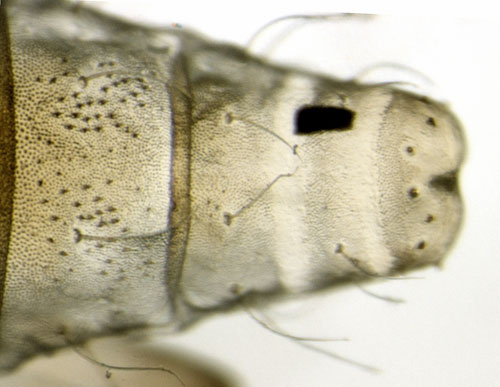Caloptilia hemidactylella cremaster