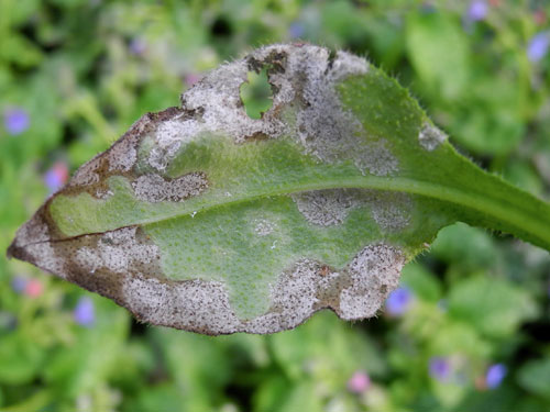 Golovinomyces asperifoliorum: powdery mildew on Pulmonaria