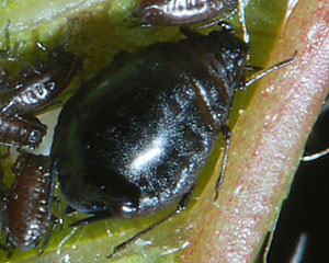 Myzus cerasi on Prunus avium