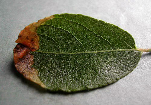 Tachyerges salicis: mine on Salix cinerea