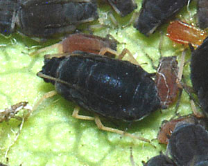 Melanaphis pyraria: aptera on Pyrus communis