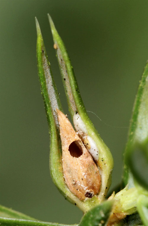 Oligotrophus panteli: gall on Juniperus communis