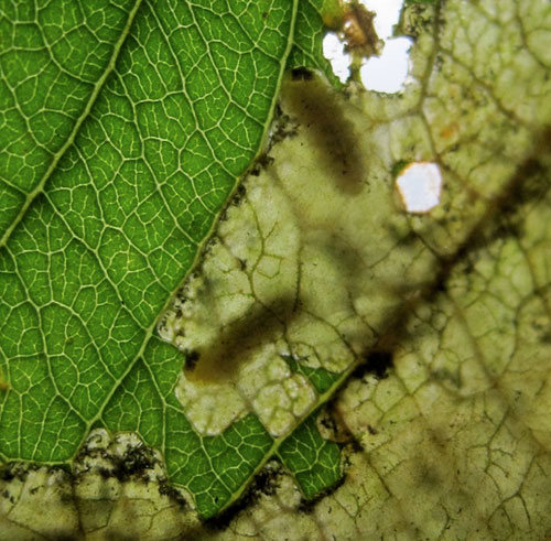 Tachyerges salicis: larvae in the mine
