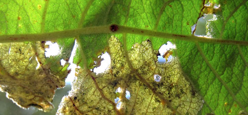 Tachyerges salicis: oviposition scar??