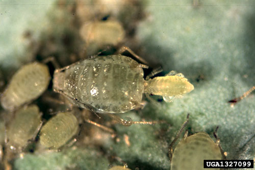 Lipaphis pseudobrassicae: apterae on Brassica oleracea