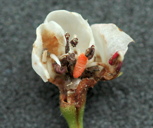 Dasineura oxyacanthae: larvae in flower of Crataegus sp.