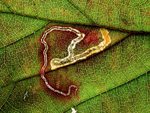Stigmella aurella mine