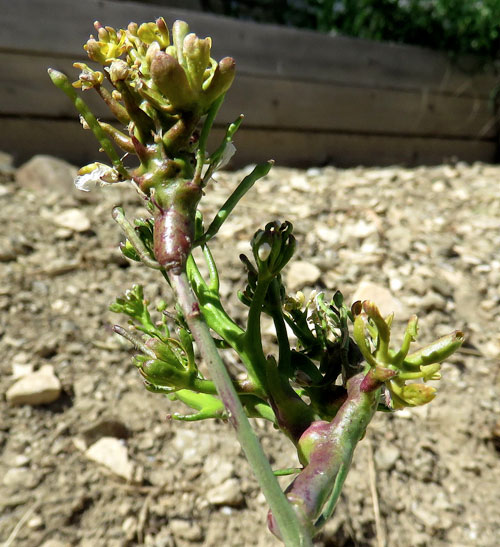Ditylenchus dipsaci: gall on Hirschfeldia incana