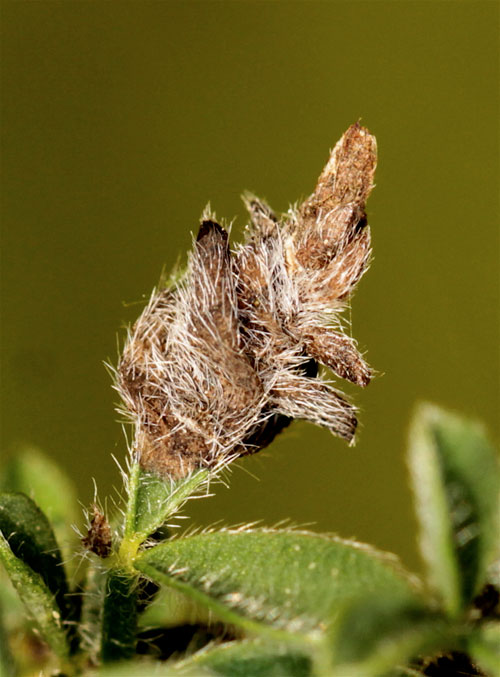 Coleophora trifariella: case on Cytisus scoparius