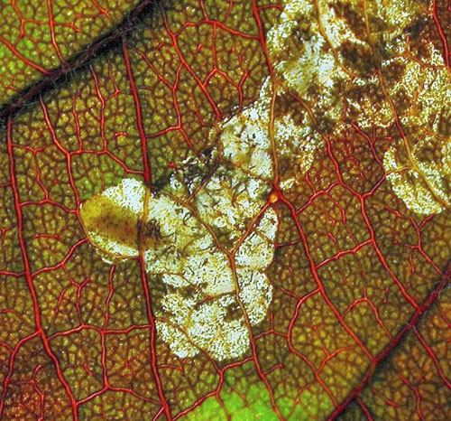 Neocoenorrhinus pauxillus: larva in the mine