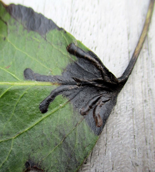 Neocoenorrhinus pauxillus on Malus domestica
